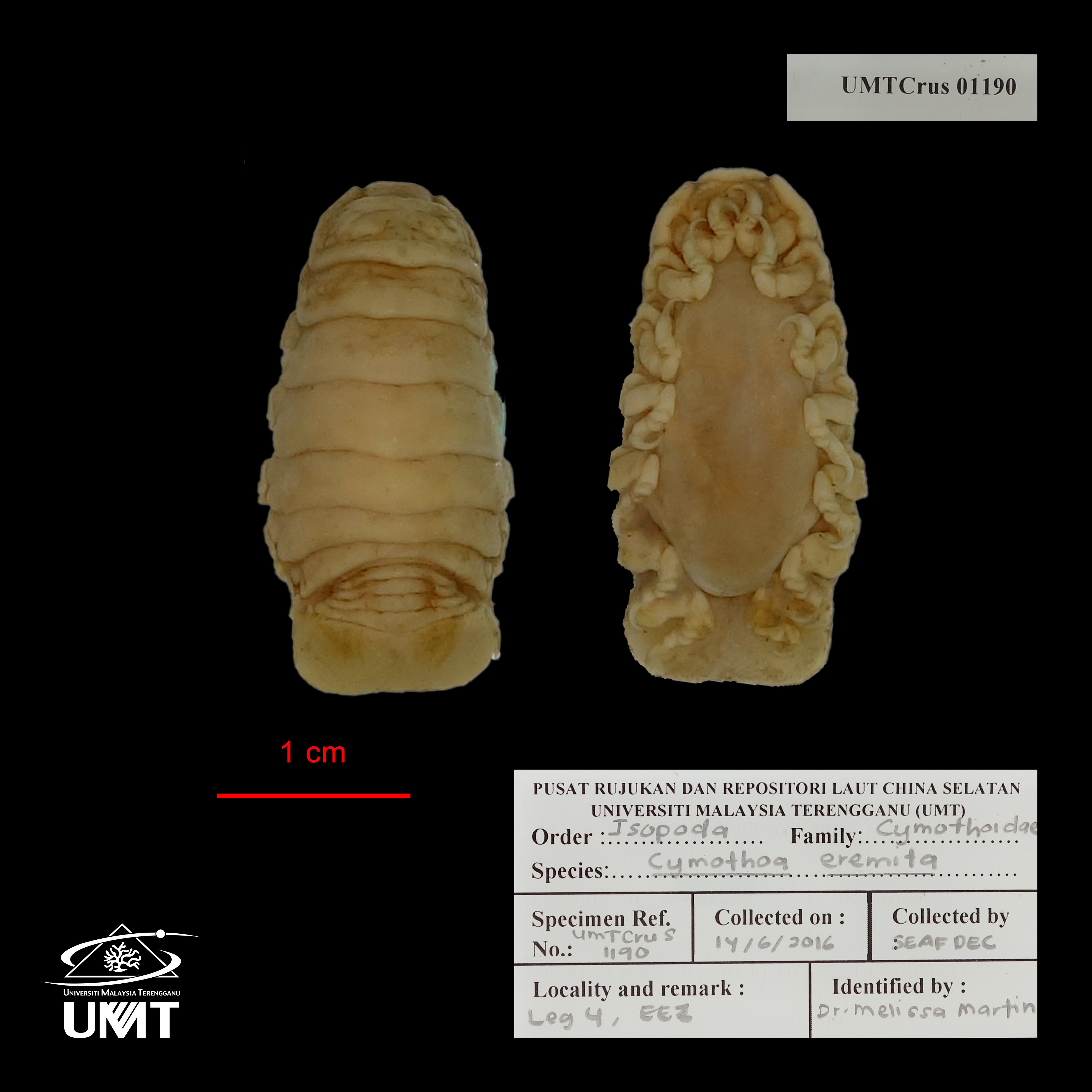 Specimen image
